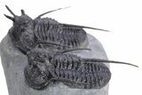 Impressive Cyphaspis Trilobite Cluster - Top Quality Preparation #359156-7
